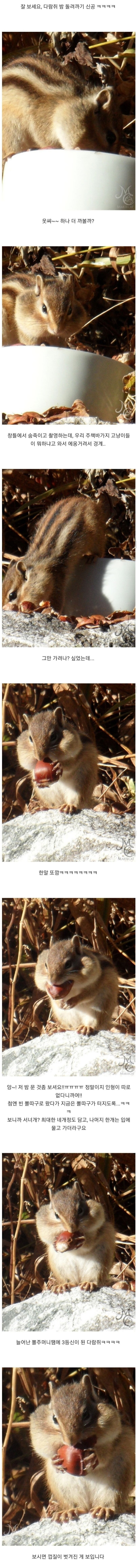  밤송이 까놨더니 찾아온 손님의 정체