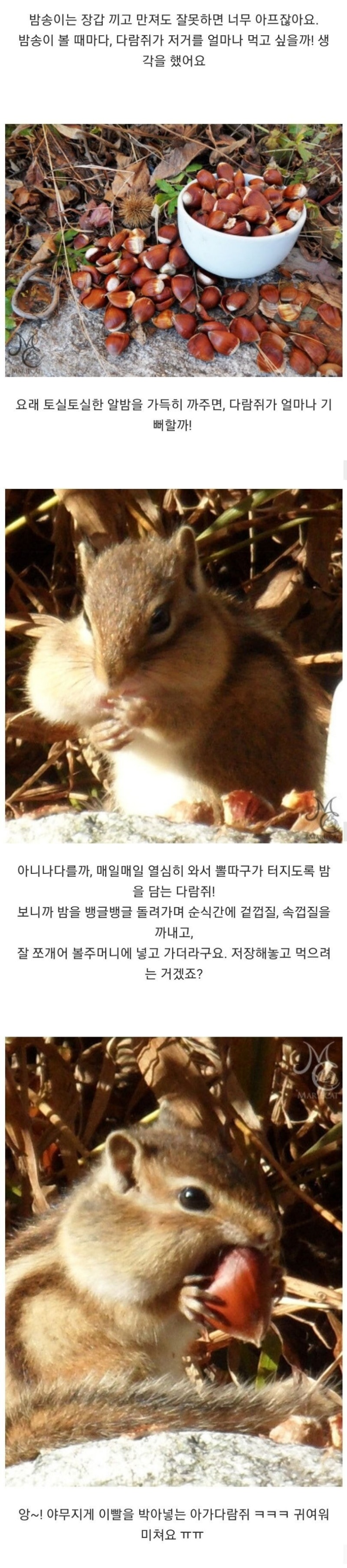  밤송이 까놨더니 찾아온 손님의 정체