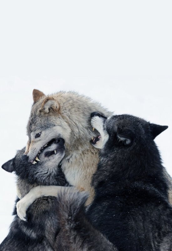  늑대의 애정 표현