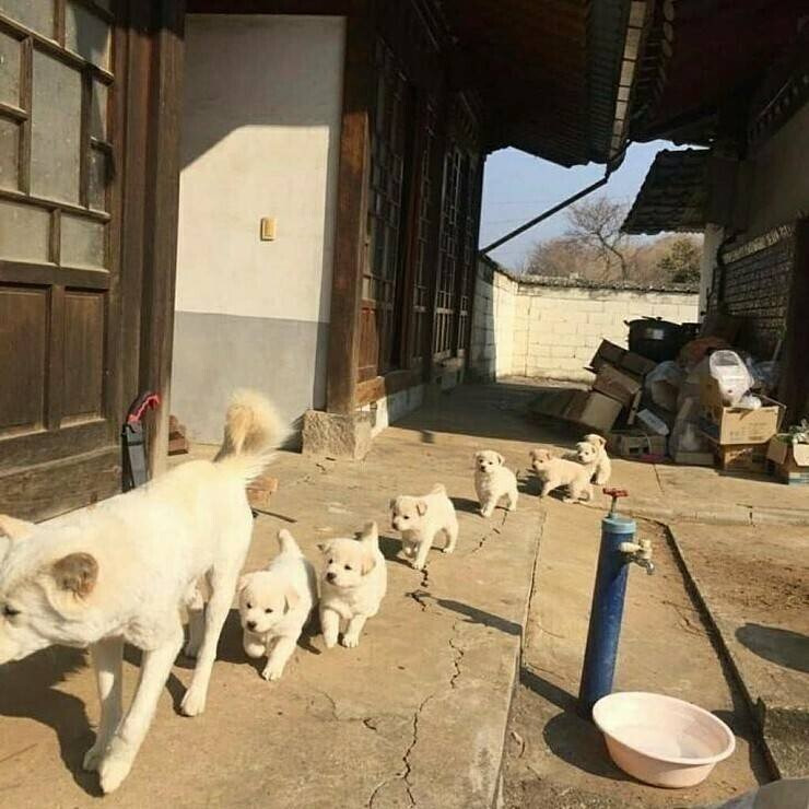  세상 제일 귀여운 강아지 시고르자브종