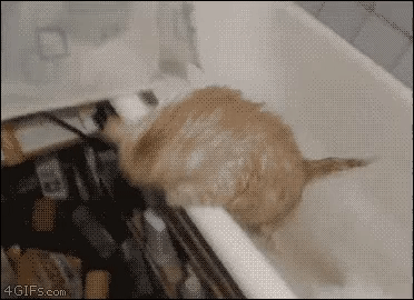  고양이가 목욕하기 싫어하는 만화