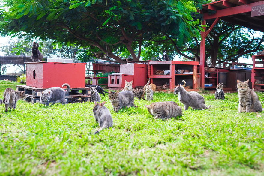 고양이 600여마리가 사는 하와이 섬