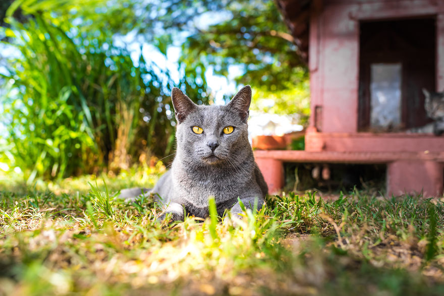 고양이 600여마리가 사는 하와이 섬
