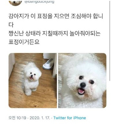  강아지가 이 표정 지으면 조심해야 합니다