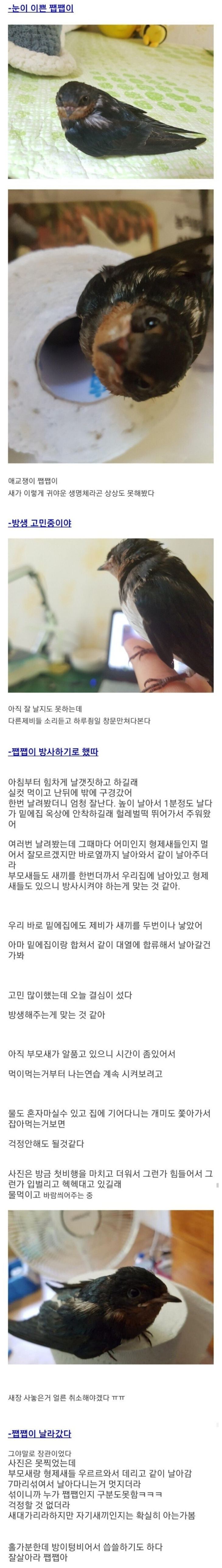  새끼제비를 줍줍한 디씨인