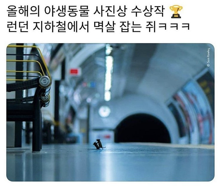  올해의 야생동물 사진상 수상작