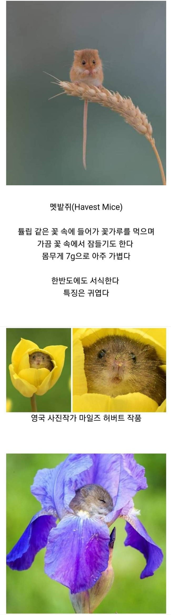  한반도에 서식하는 귀여운 쥐