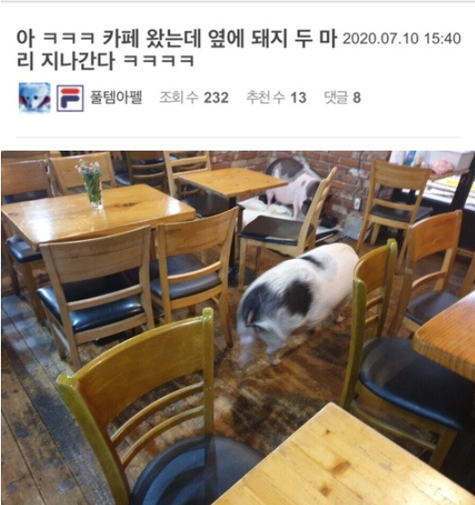 카페 왔는데 옆에 돼지 두마리 지나간다 1