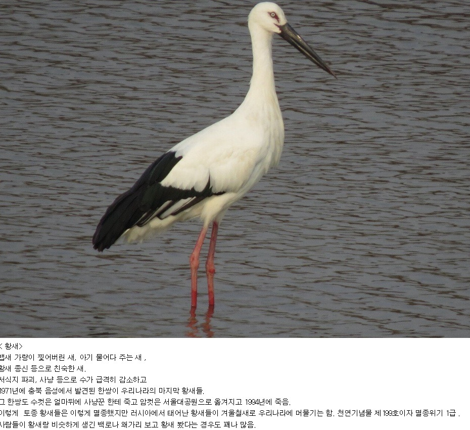  의외로 우리나라에서 멸종된 동물들