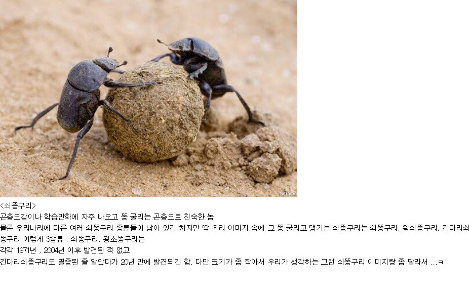  의외로 우리나라에서 멸종된 동물들