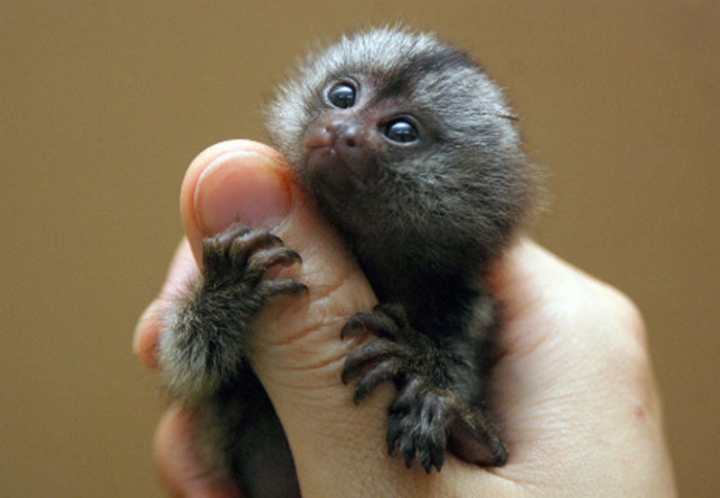 손가락 크기 원숭이