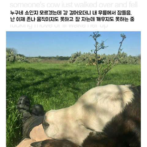  소가 걸어오더니 내 무릎에서 잠들음