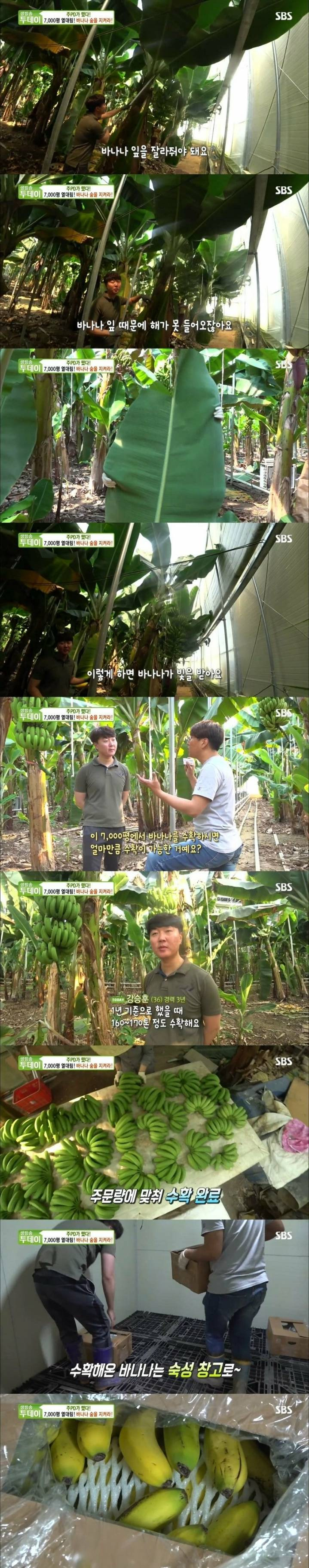 우리나라 육지에서 재배되는 바나나