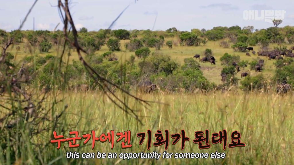 다리를 다친 새끼를 버리고 가야 하는 엄마 치타