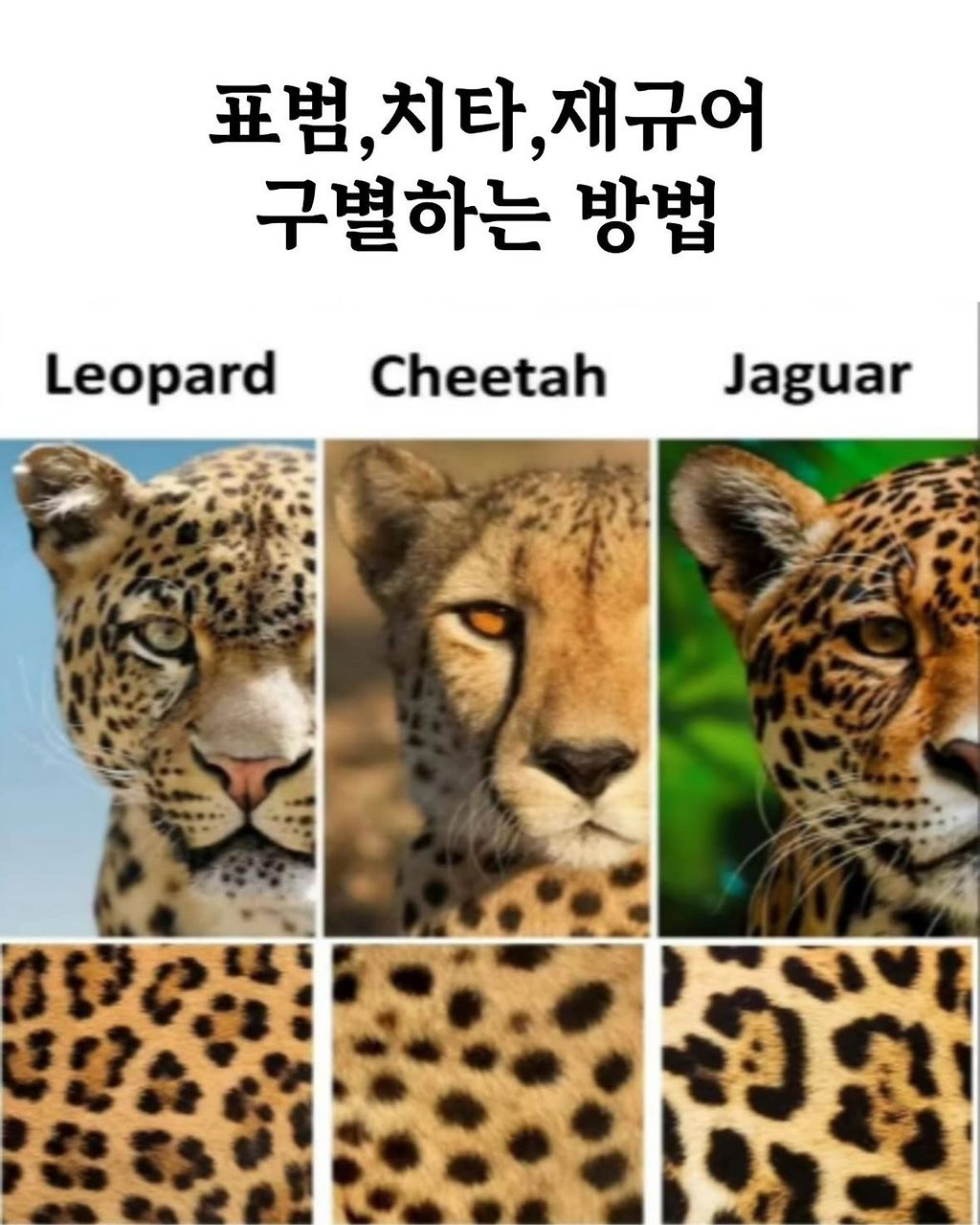 표범,치타,재규어 구별하는 방법.jpg