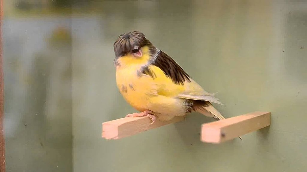 탈모갤에서 싫어하는 새3