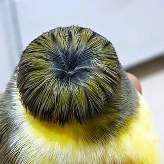 탈모갤에서 싫어하는 새2