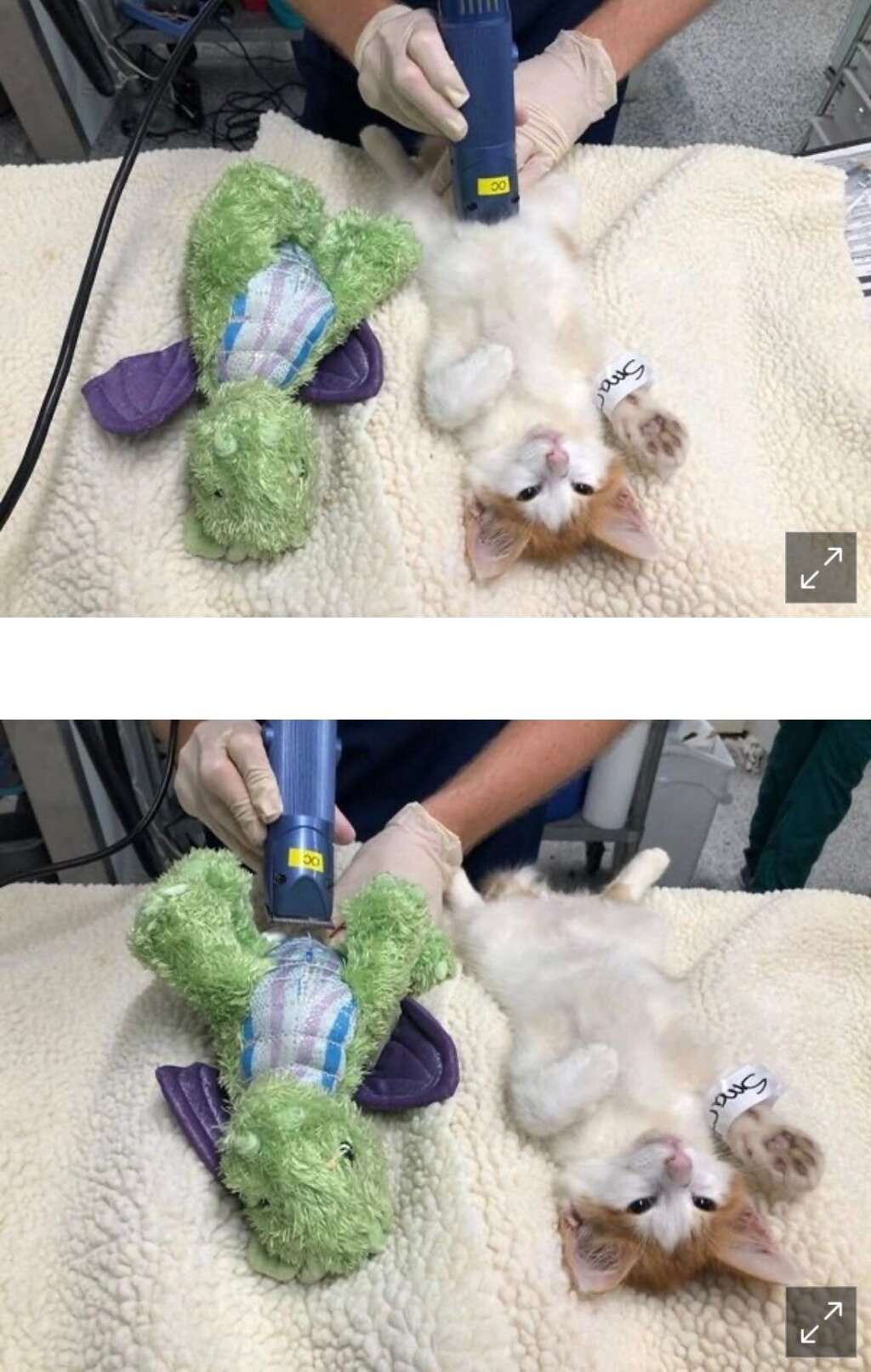  중성화 수술 무서워하는 고양이