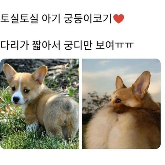 궁딩미