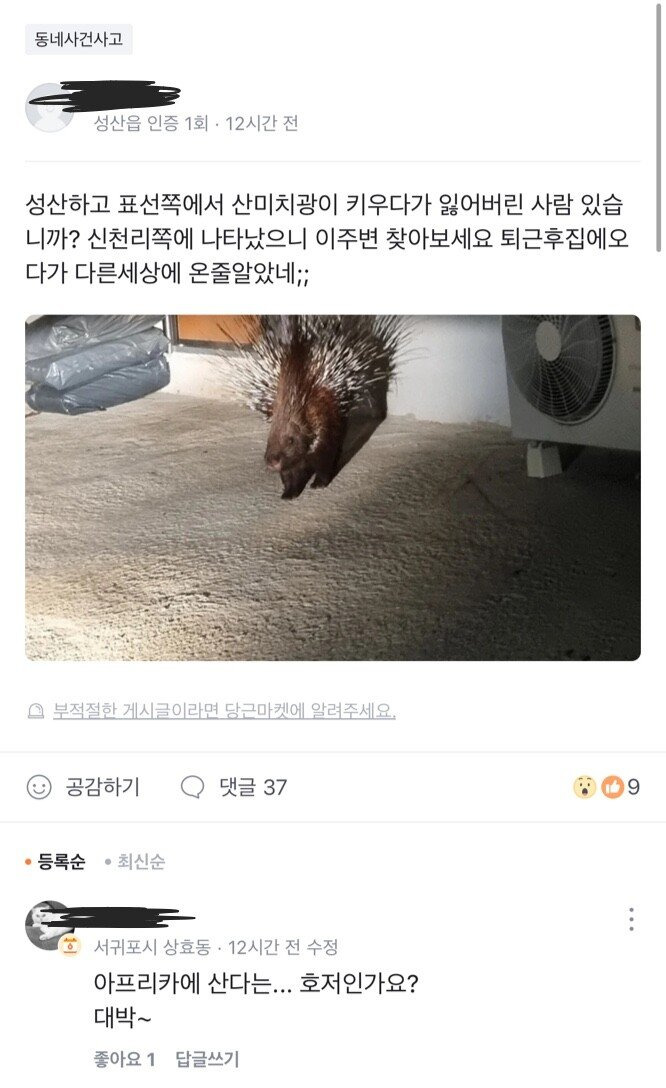 당근뉴스 제주 호저 출현 ㅋㅋㅋㅋ