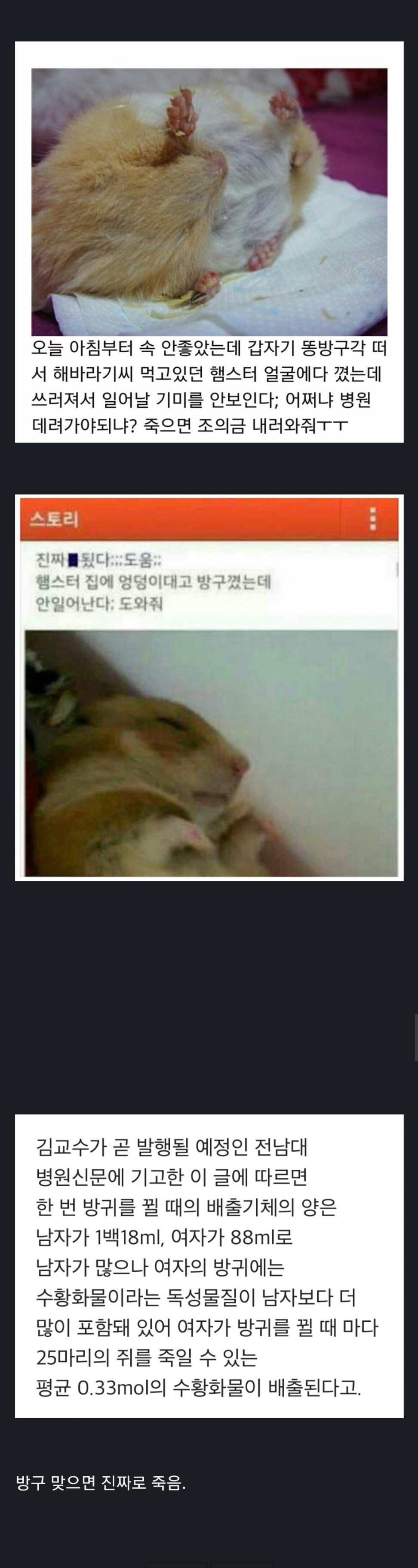 혐) 햄스터에게 방귀를 뀌면 안 되는 이유