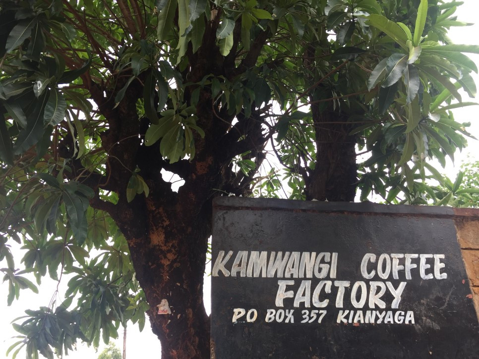 케냐AA top Ngariama 은가리아마 캄완지