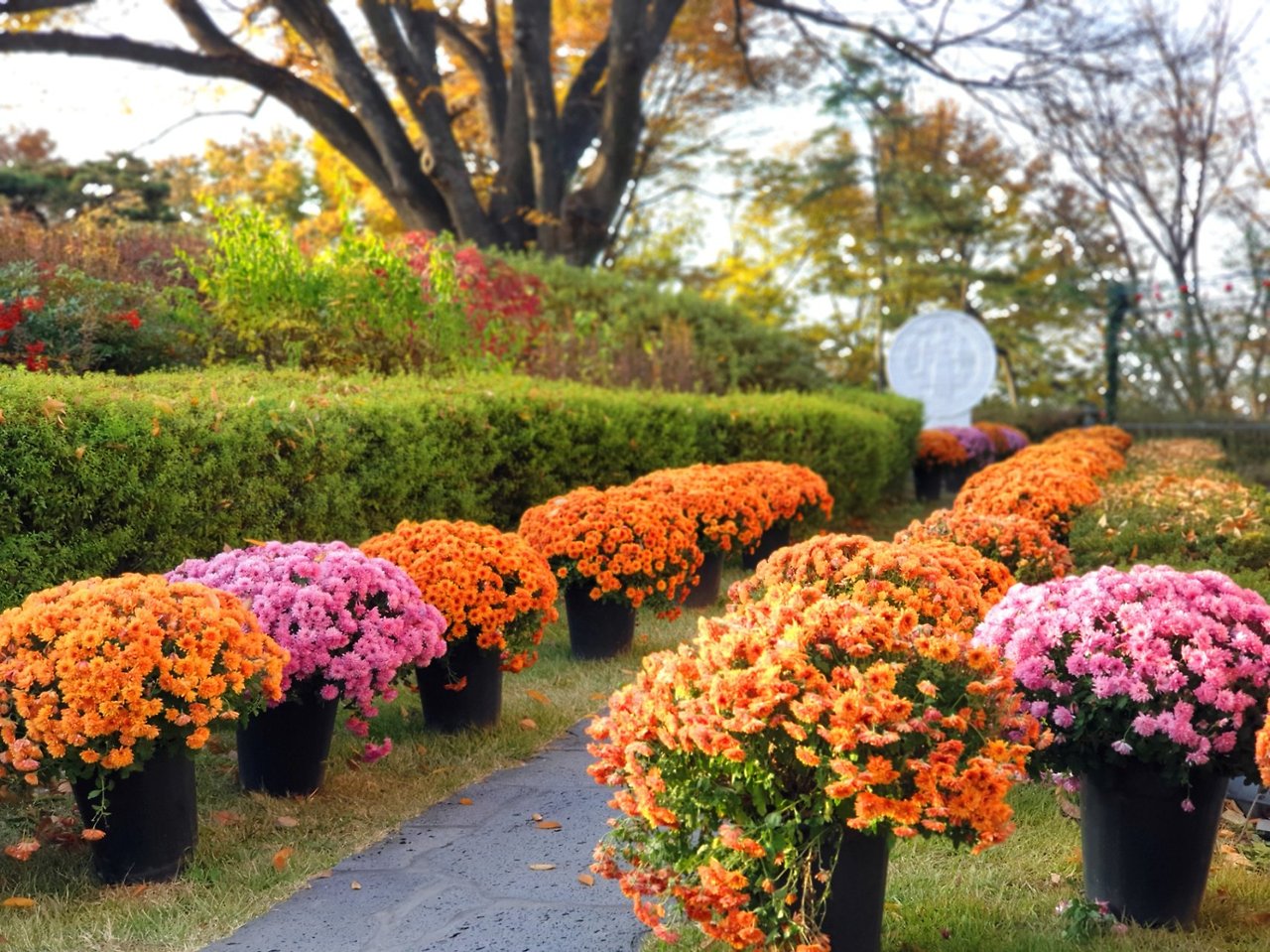 아산 공세리 성당의 만추