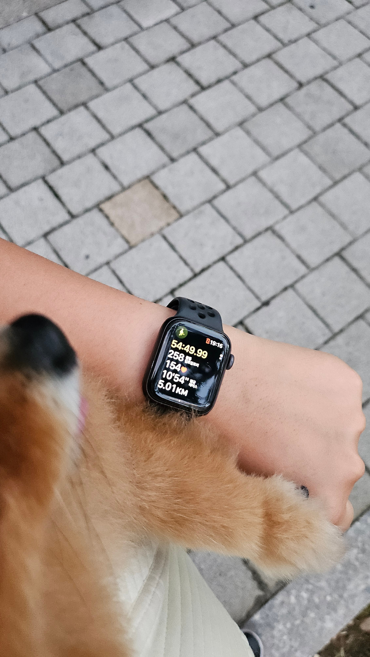 A dog that runs every day - News Directory 3