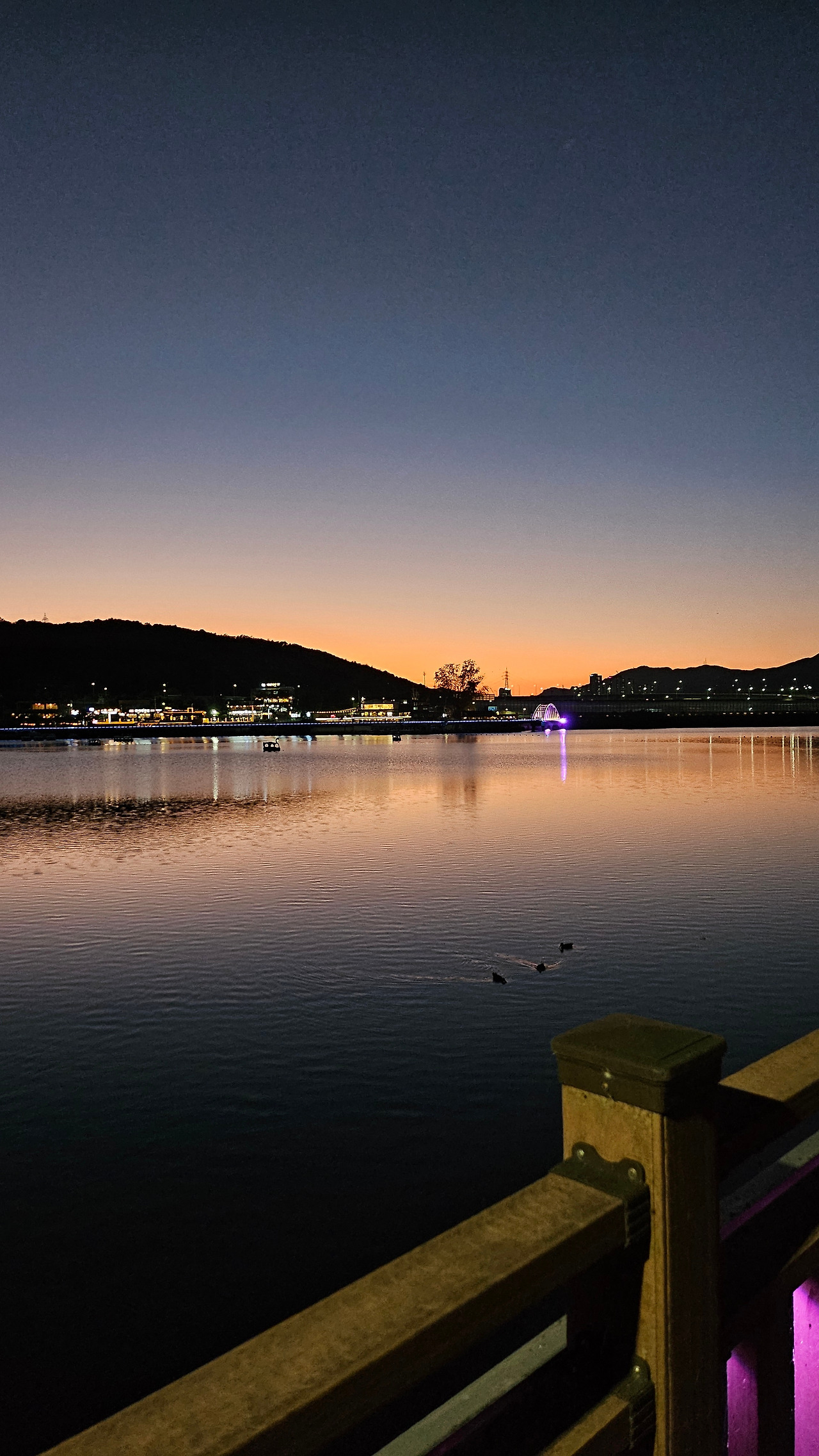 A dog that runs every day - News Directory 3