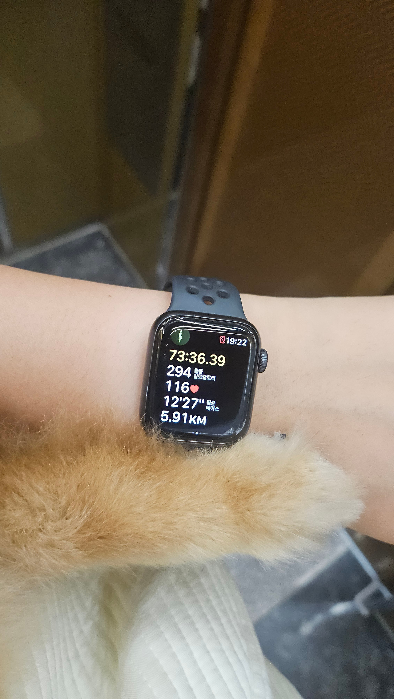 A dog that runs every day - News Directory 3