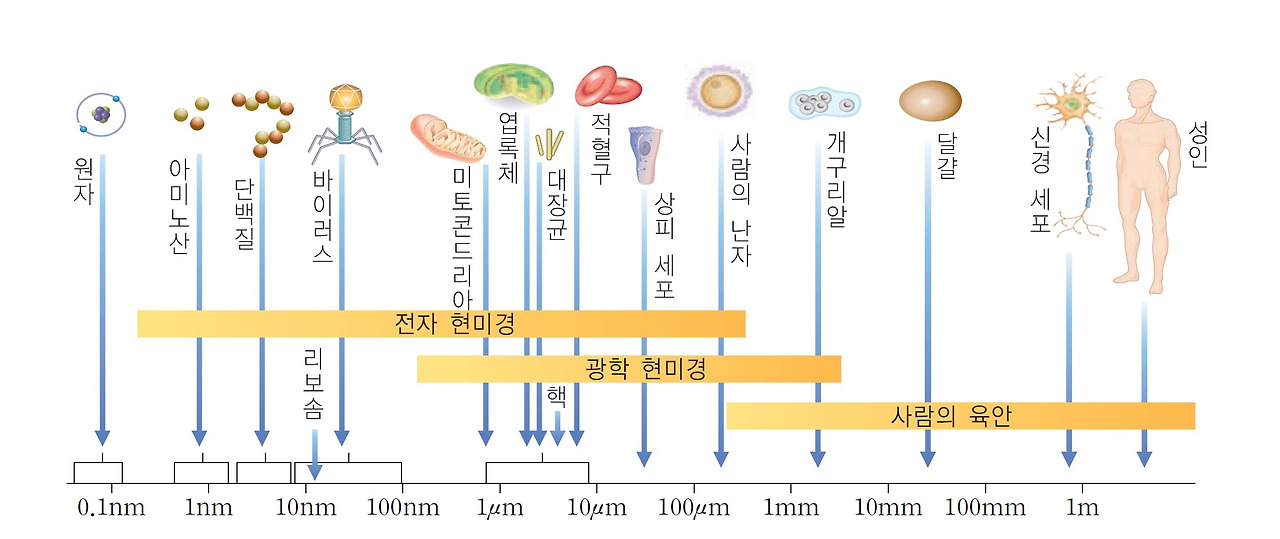 당신 몸속 작은 우주: 37조 개 움직임과의 만남