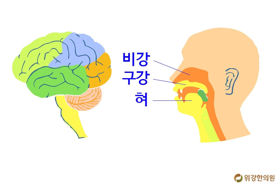 미각장애 일으키는 설염, 코질환 치료가 급선무