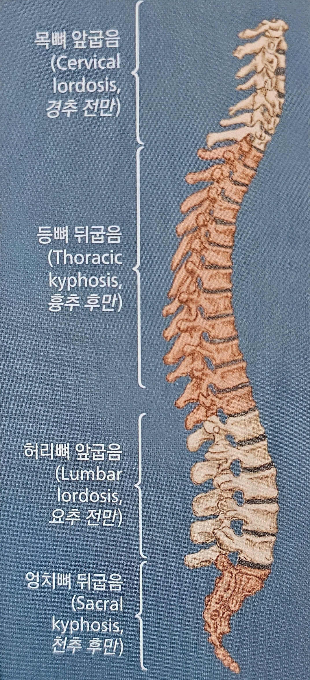 10화 흉추