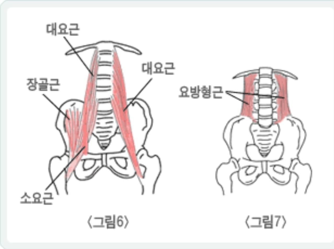 요방형근(quadratus lumborum)