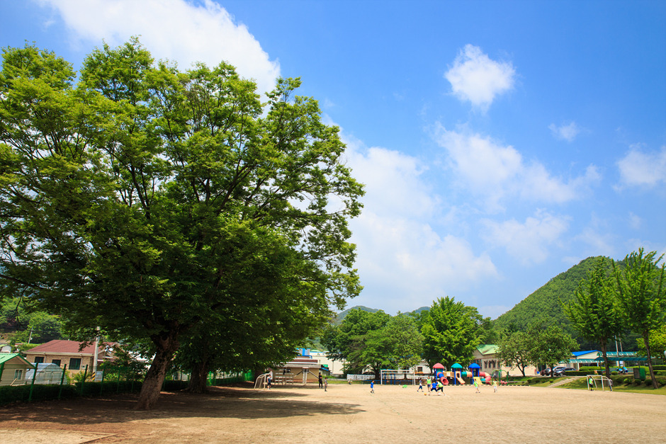 04화 느티나무