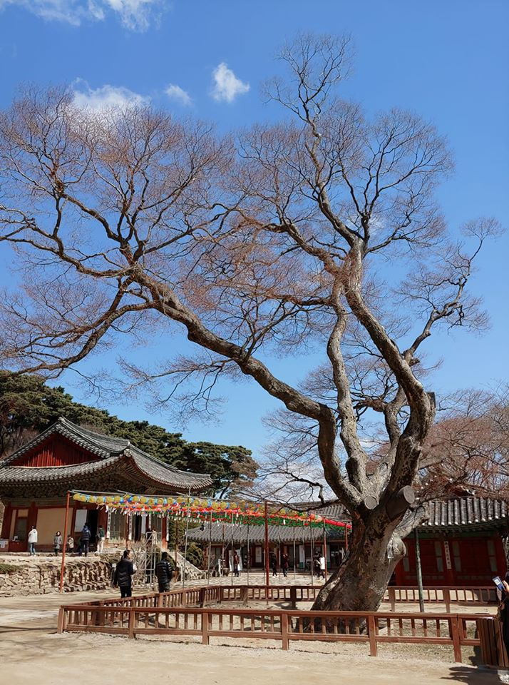 느티나무