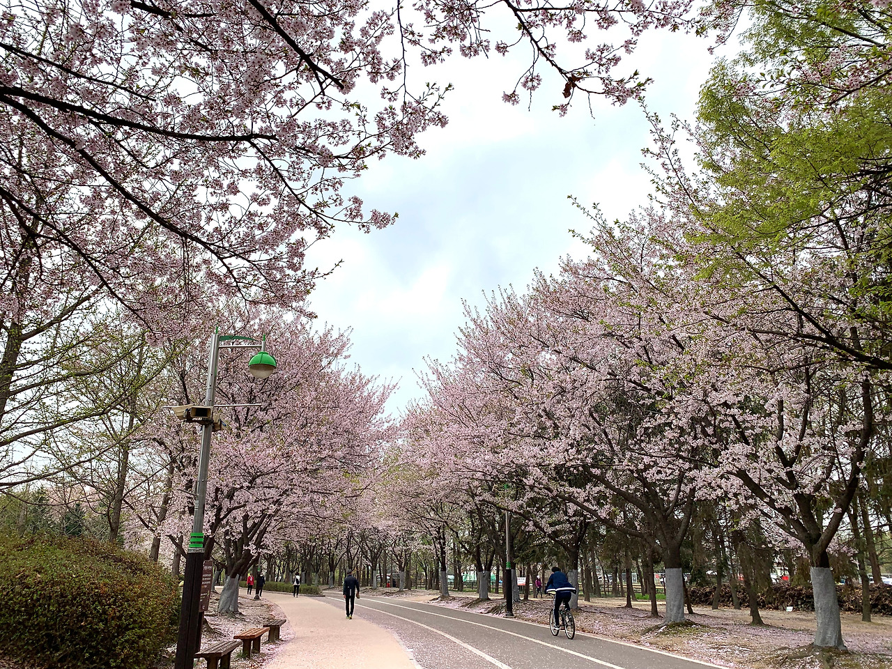 벚꽃엔딩과 막국수