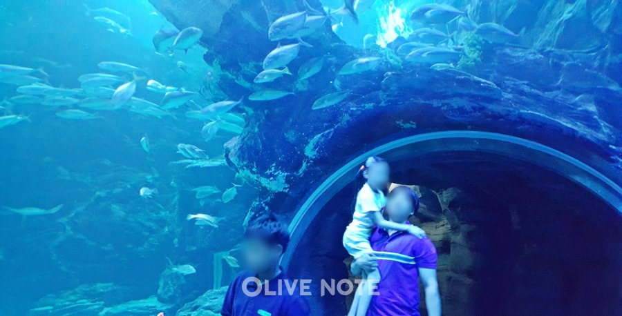할인 필수제값 주고 가긴 아까운 일산한화아쿠아플라넷