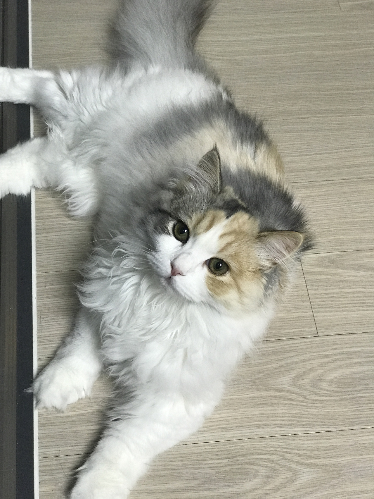 빵실이네 이미지