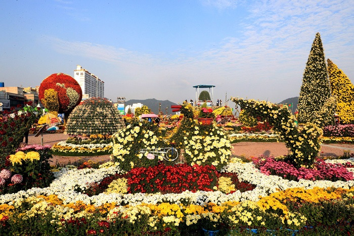 “국화 보러 갔다가 맛집 기릿” 마산가고파국화축제