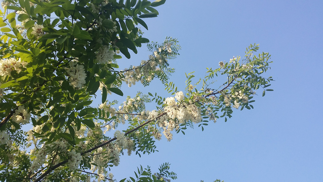 How Many Days Since Sep 11 2015