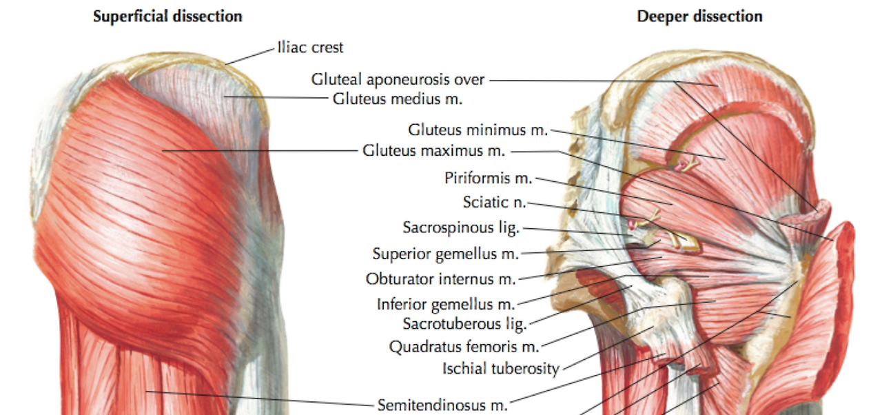 Gluteus Maximus мышца