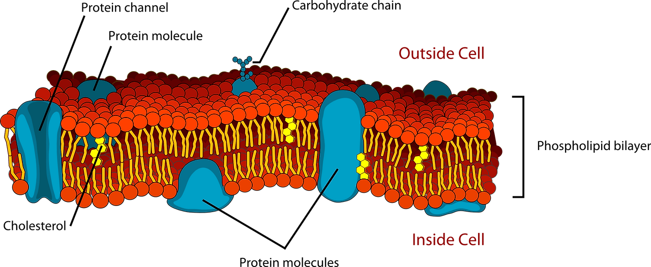 세포벽을 이루는 지방, 인지질
