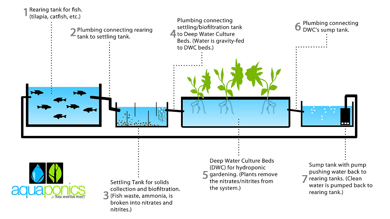 Commercial Aquaponics Business Plan Pdf  Aquaponics System Design With Aquaponics Business Plan Templates