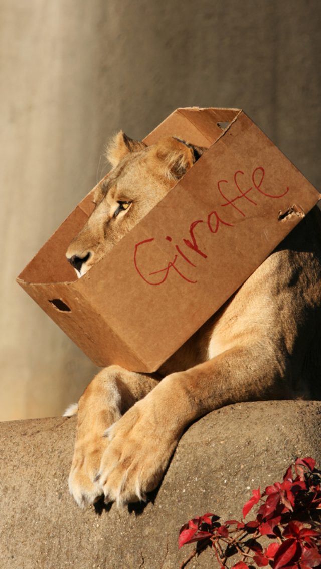 Пытаемся поймать кота. Лев в коробке. Львы в коробках. Большие кошачьи в коробках. Лев в коробке сидит.