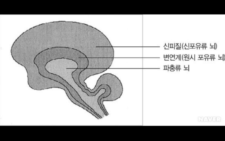 두뇌 육아