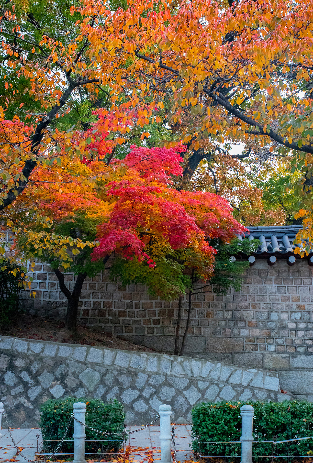 서울 단풍 구경