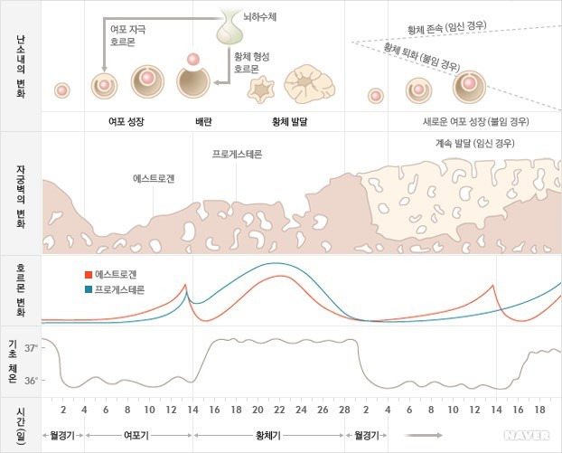 여성의 생리주기를 살펴야 하는 이유