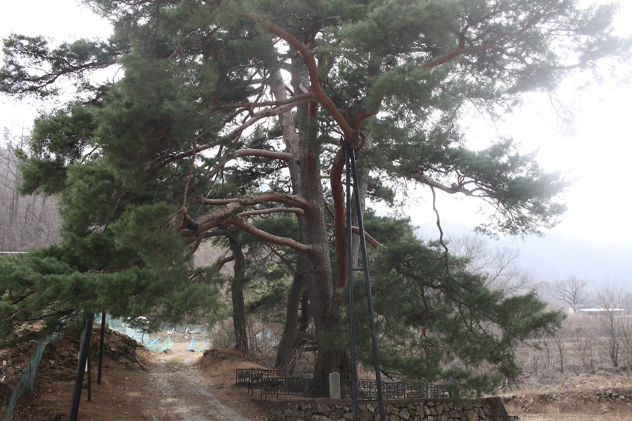 화산리 반송