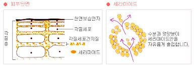 [뷰티칼럼 14] 각질층 구성